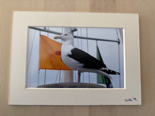 King Gull - 5x7