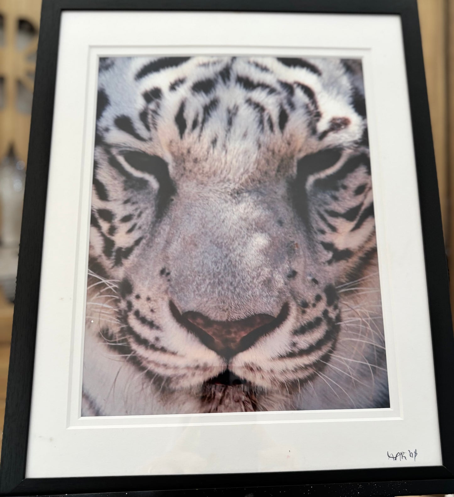 White Tiger - 2008 - 8x10 - 11x14 Matt & Frame