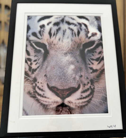 White Tiger - 2008 - 8x10 - 11x14 Matt & Frame
