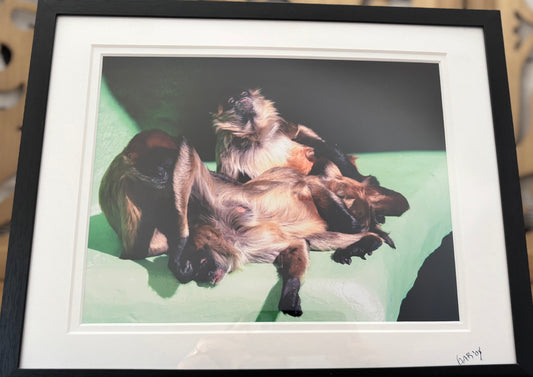 Three Amigos - 2008 - 8x10 - 11x14 Matt & Frame