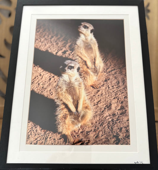 Meerkats - 2008 - 8x10 - 11x14 Matt & Frame